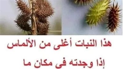 هذا النبات أغلى من الألماس إذا وجدته في مكان ما ، فلا تتركه.