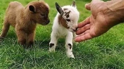 قصه حق المعزه كامله 