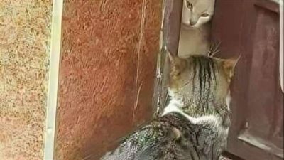 قصه نبي سليمان ولغه الحيوانات 