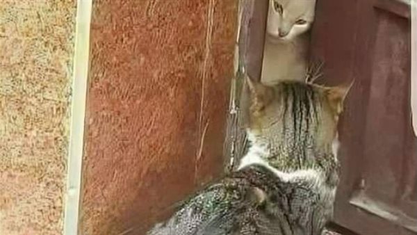 موقع أيام نيوز