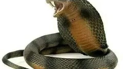 نبي الله سليمان والافعي سيه 