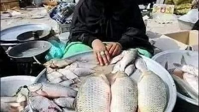شړوه السمك 