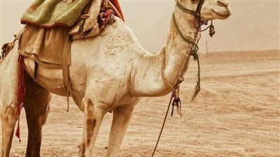 قصة الجمل الذى شكى صاحبه لرسول الله