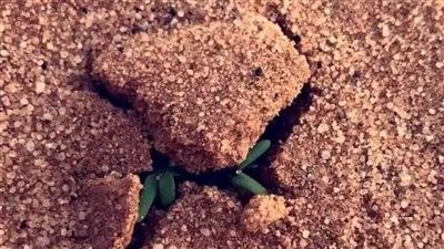 قصه بقلم عزه العمروسي